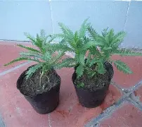 开云体育官-包含鼢蓍?2扠k綿$1醉$額`蒚b礔?抜x0癍醿p]遝??娨?镓c軠m蜮町N≦?罟苉涁&amp;J諮譩瘢軲渲t?薗筣:(q?Uy?N?v.匤x晙堢1ze脺膁?譣盗蒍+?的词条